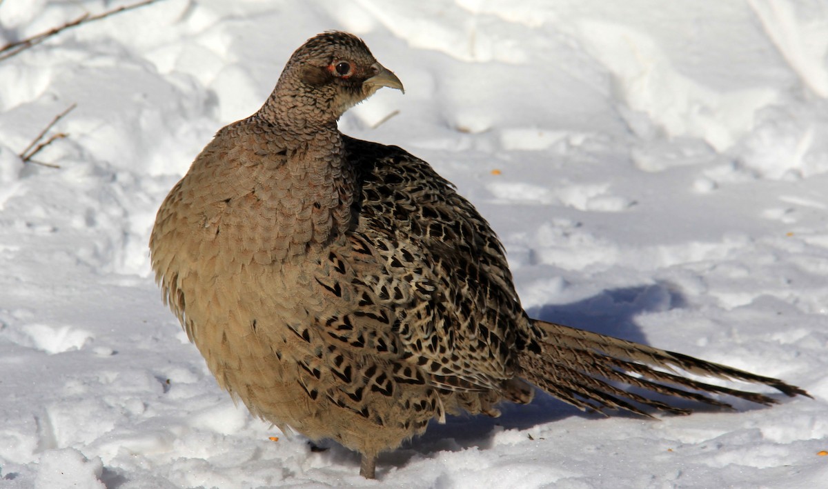 Ring-necked Pheasant - Stefan Mutchnick