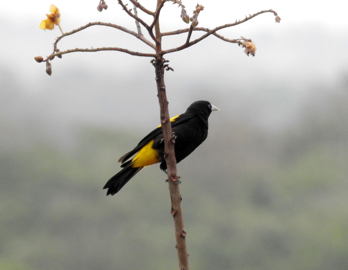 Yellow-rumped Cacique - ML80950421