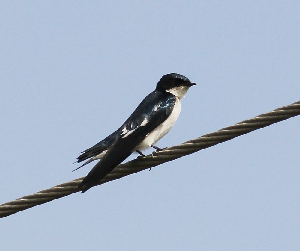 Pied-winged Swallow - Jason Leifester