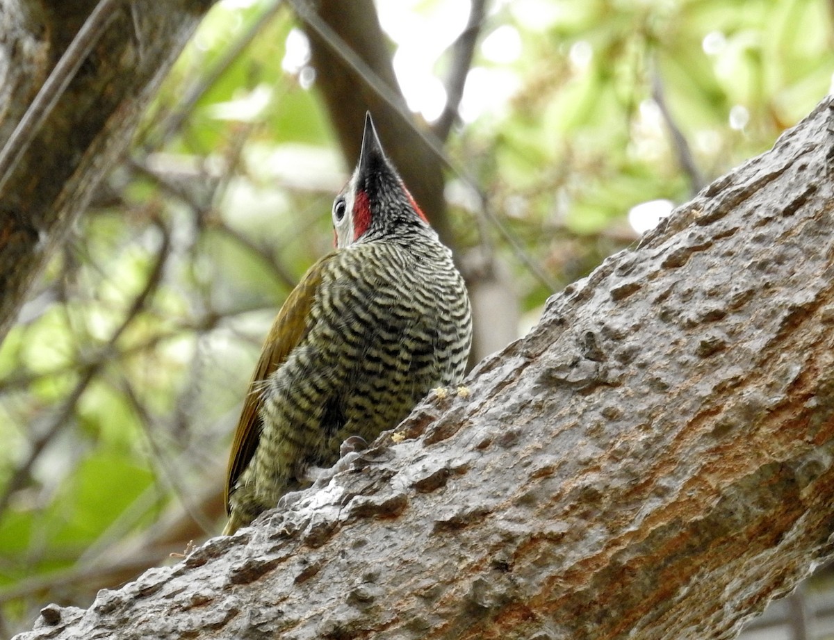 Golden-olive Woodpecker - ML80950961