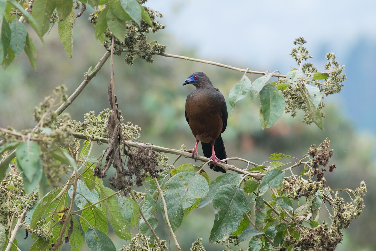 Sickle-winged Guan - ML80951041