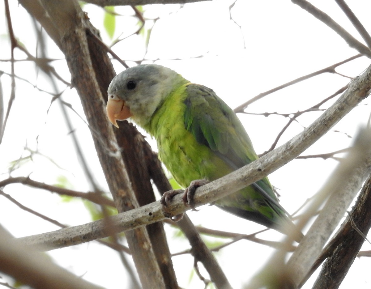 Gray-cheeked Parakeet - David Bree
