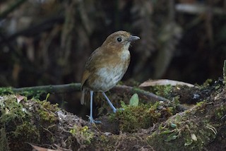  - Brown-banded Antpitta