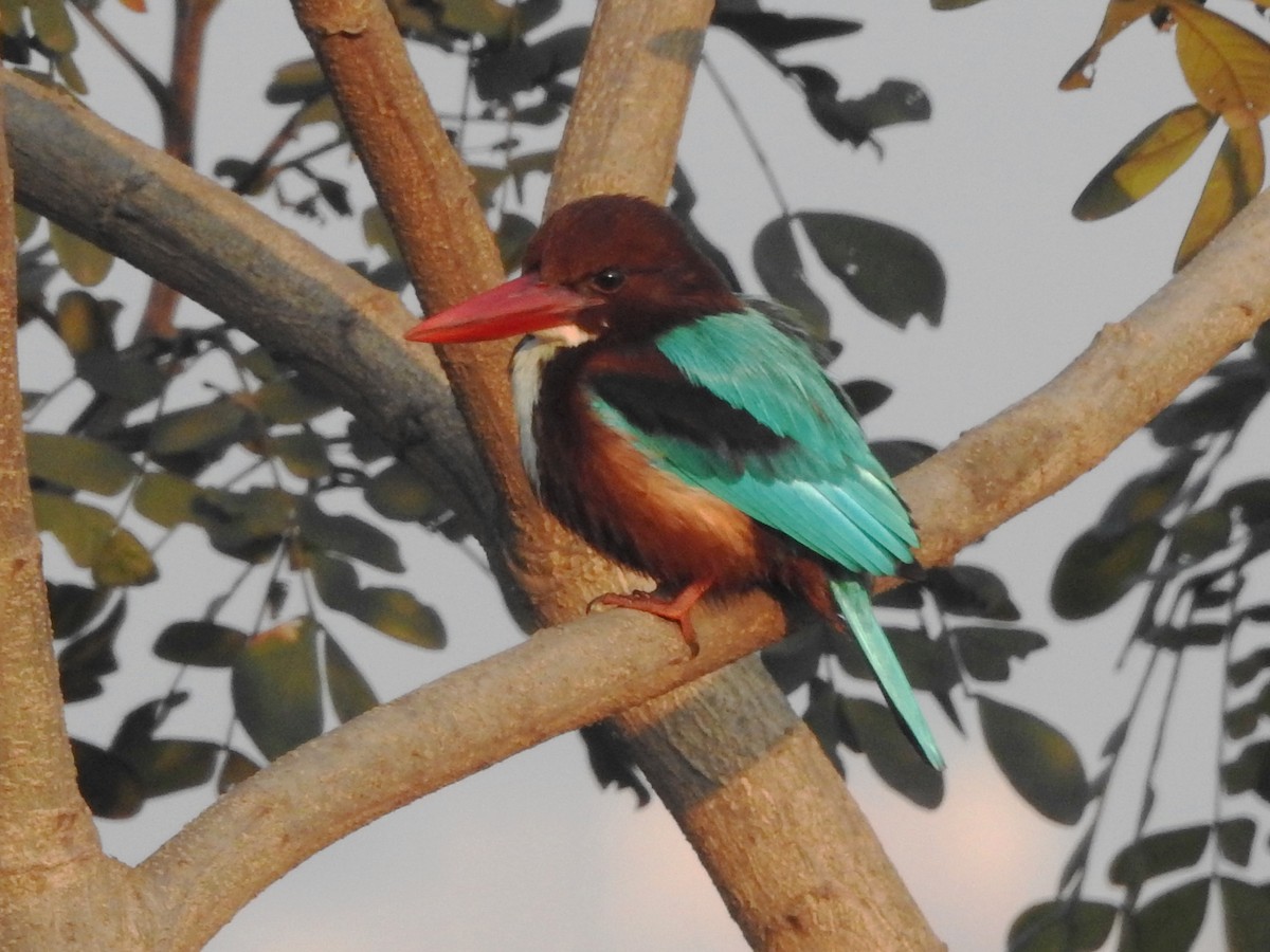 White-throated Kingfisher - Shafeeq Wilson