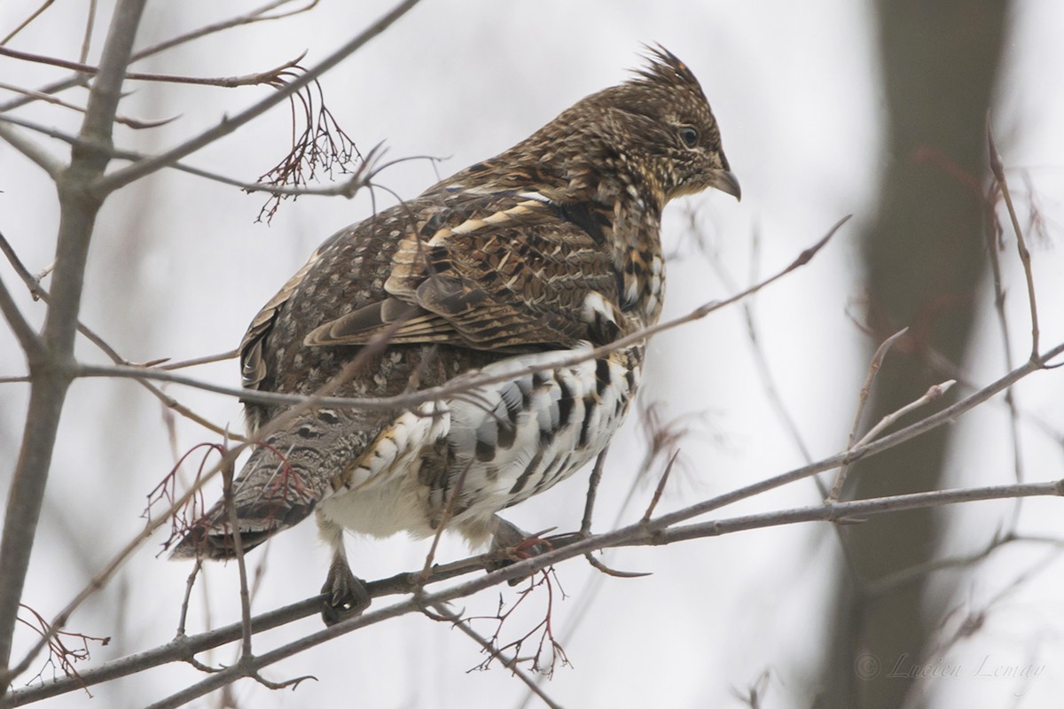 Ruffed Grouse - Lucien Lemay