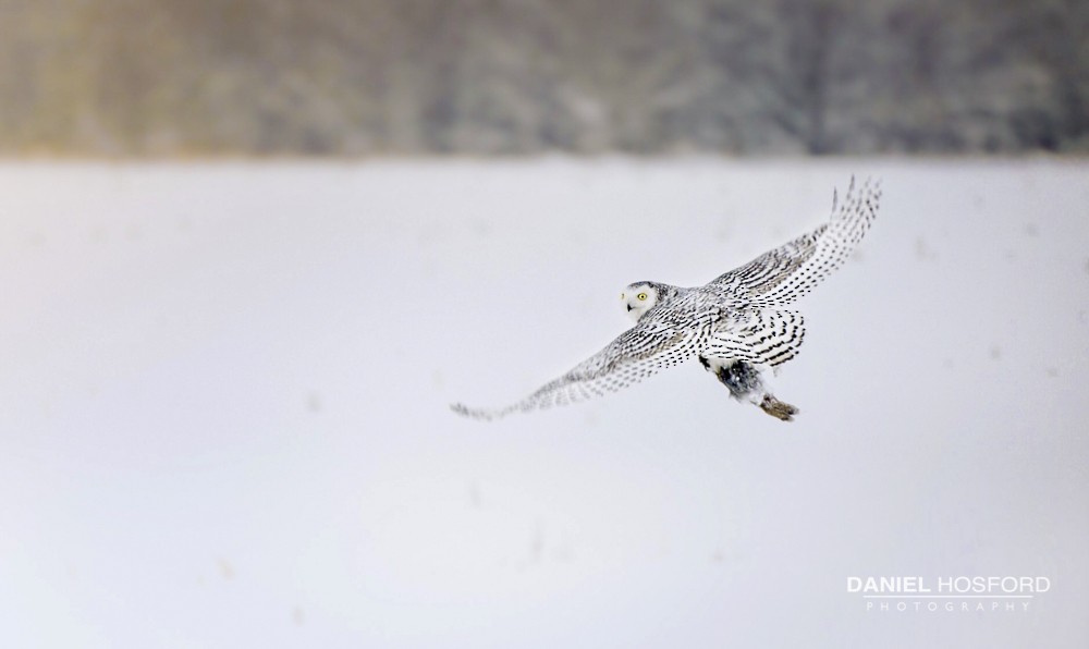 Snowy Owl - ML80955891