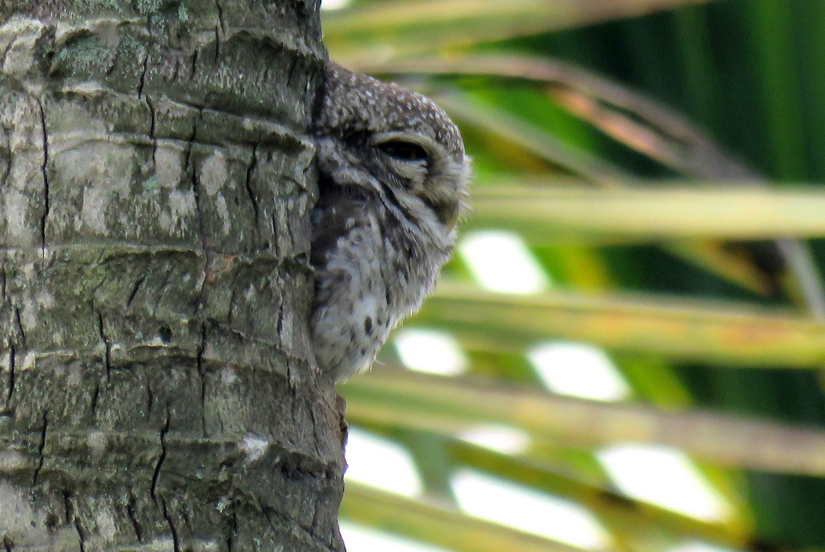 Spotted Owlet - ML80957201