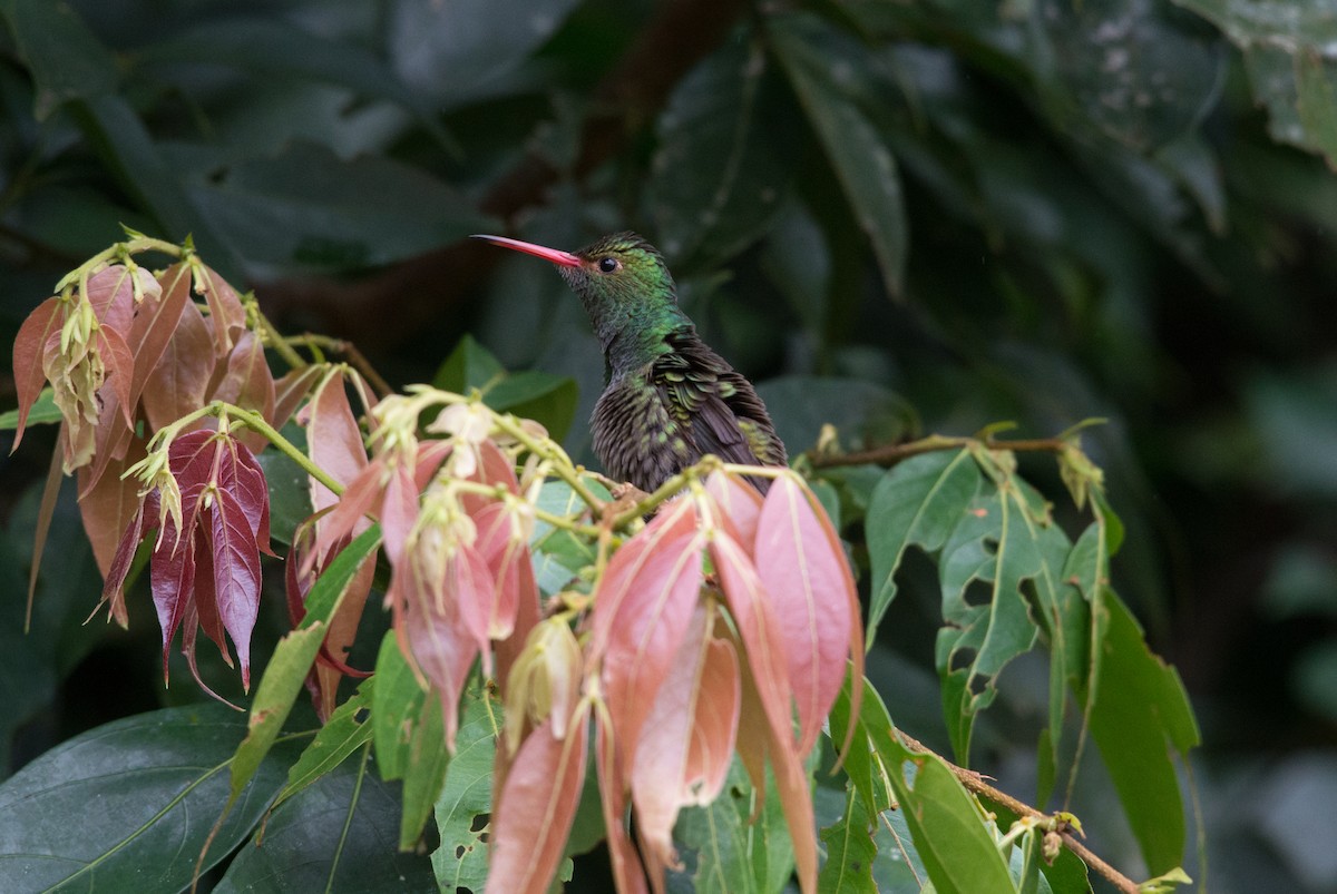 Rufous-tailed Hummingbird - John C. Mittermeier