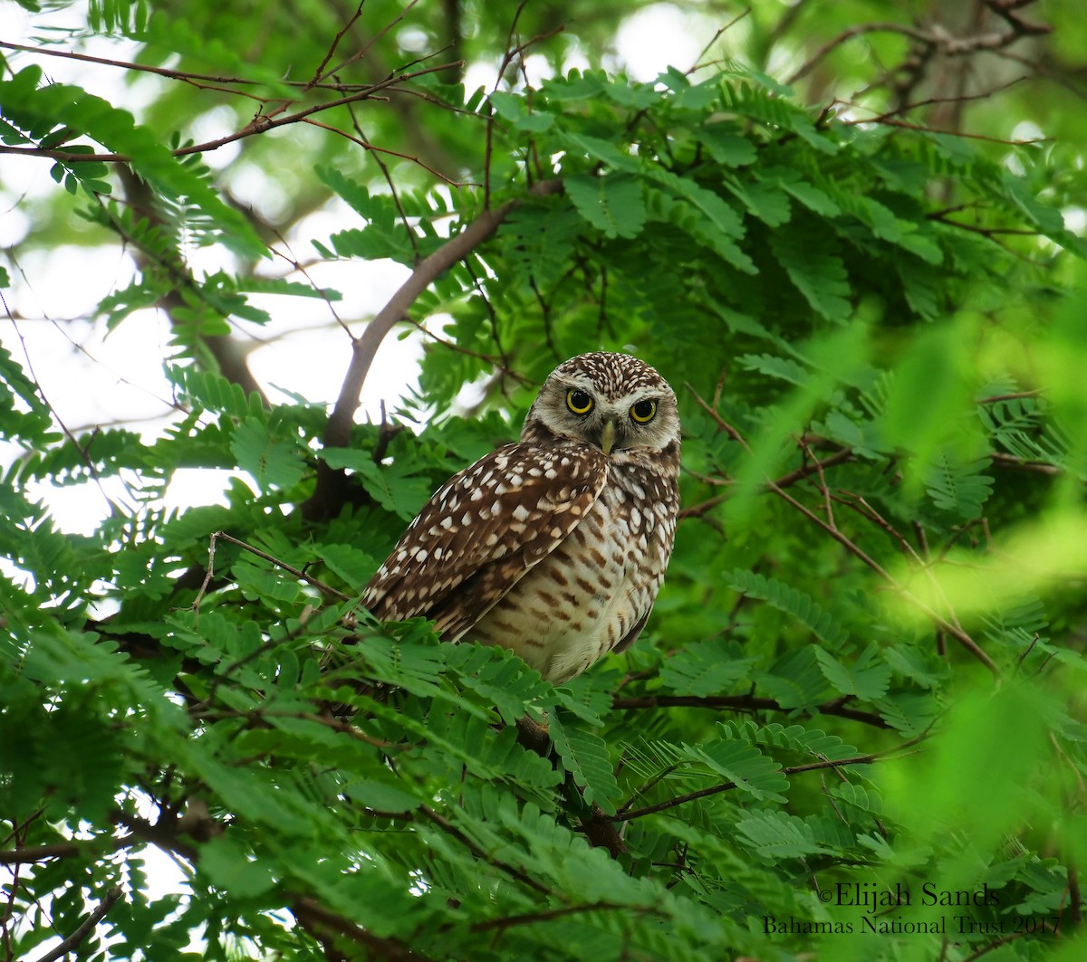 Burrowing Owl - ML80960851