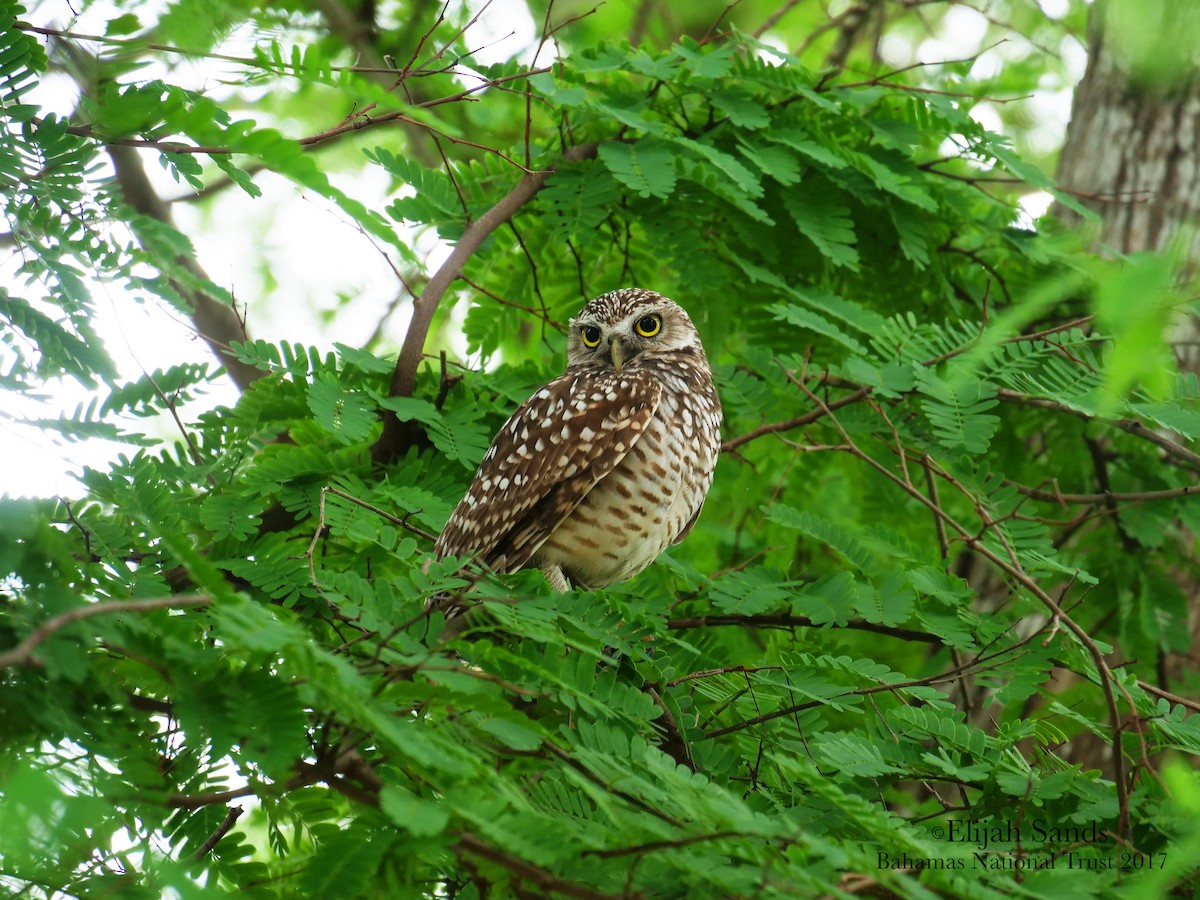 Burrowing Owl - ML80960861
