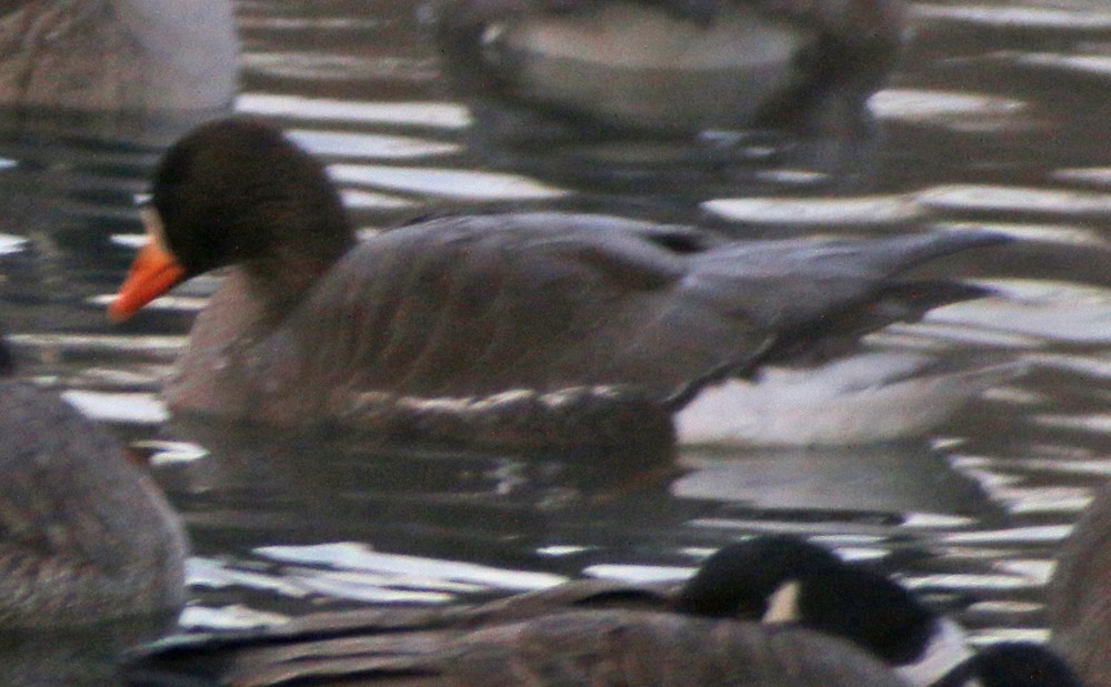 Greater White-fronted Goose - Corey Finger