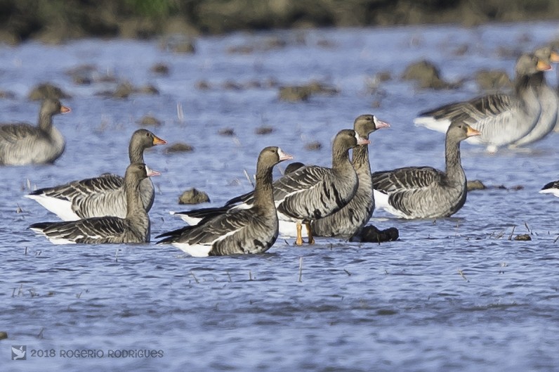 Greater White-fronted Goose - Rogério Rodrigues