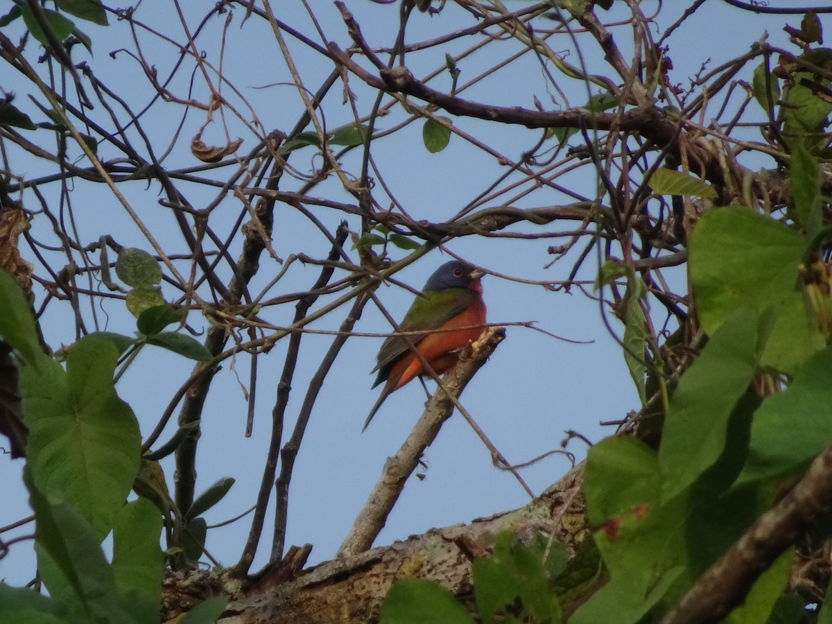 Painted Bunting - Lois Brunet