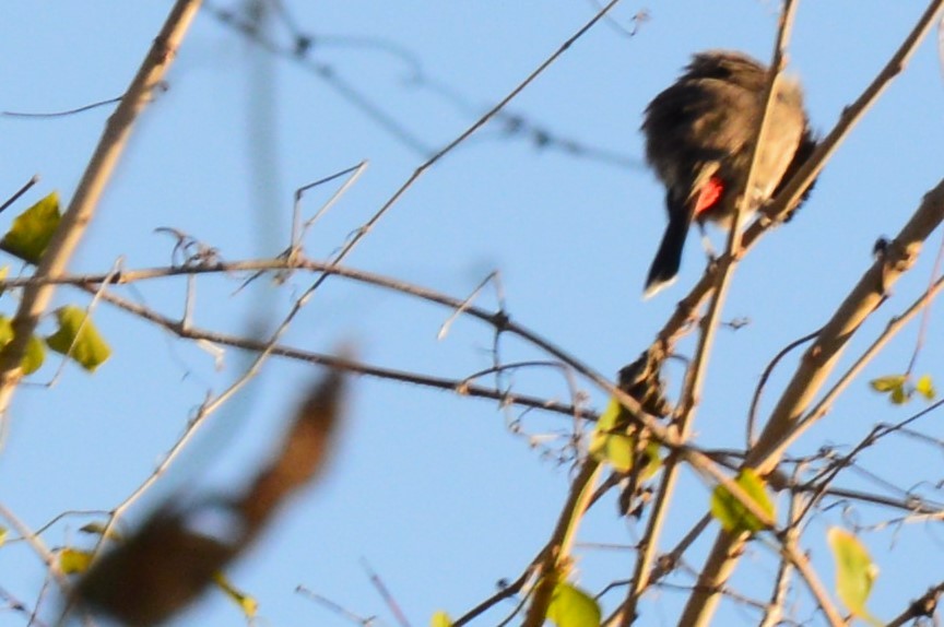 Red-vented Bulbul - ML80966571