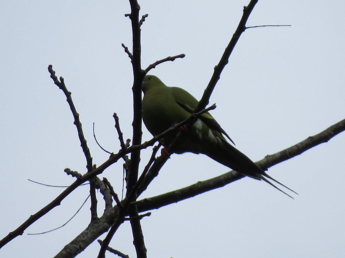 Pin-tailed Green-Pigeon - Tom Wheatley