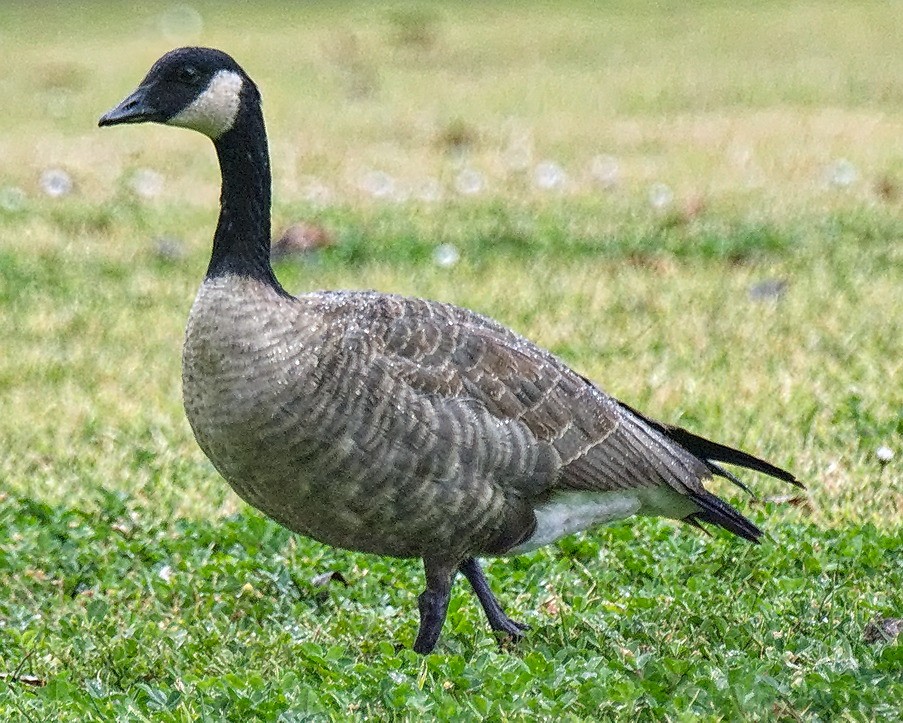 Canada Goose (canadensis Group) - Michael Rieser