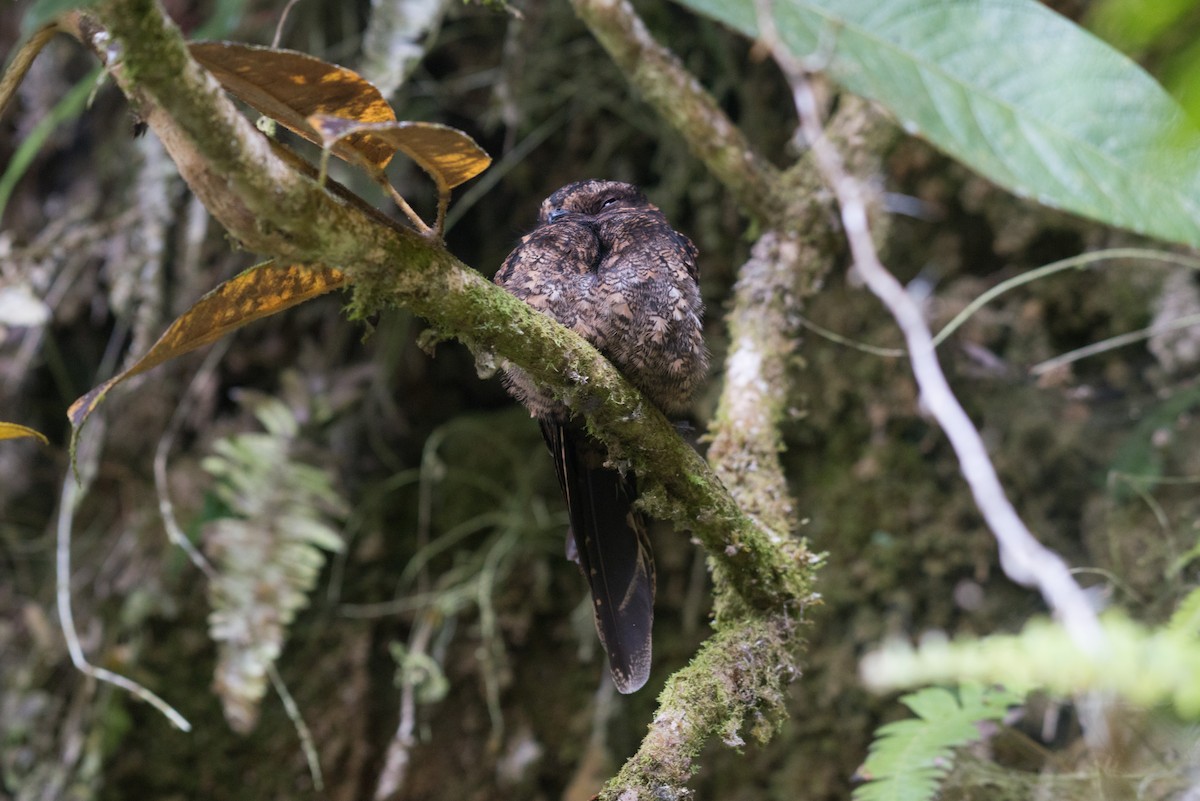 Lyre-tailed Nightjar - John C. Mittermeier