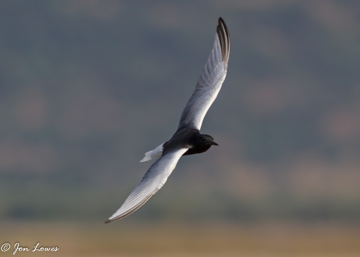 White-winged Tern - Jon Lowes