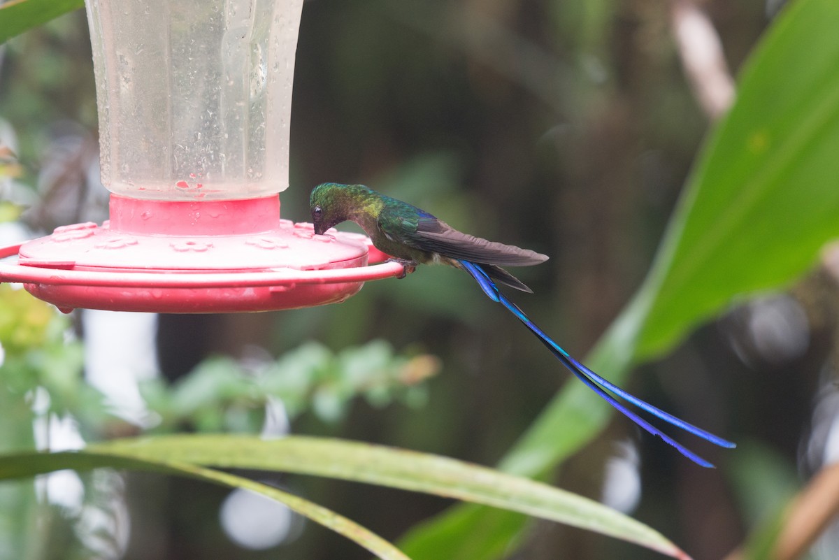 Violet-tailed Sylph - ML80970931