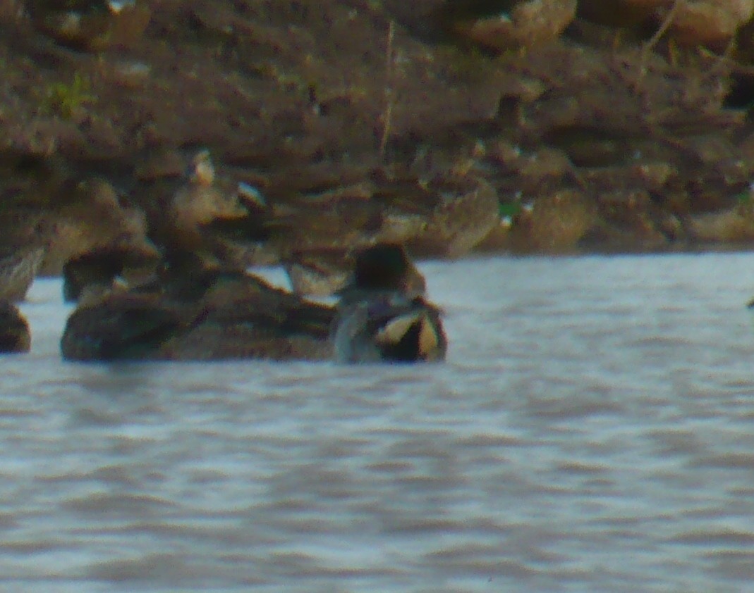 Green-winged Teal - ML80971171
