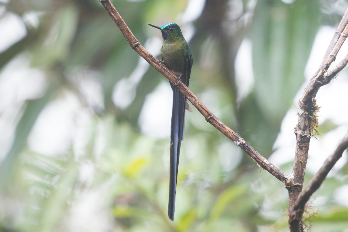 Violet-tailed Sylph - ML80971401