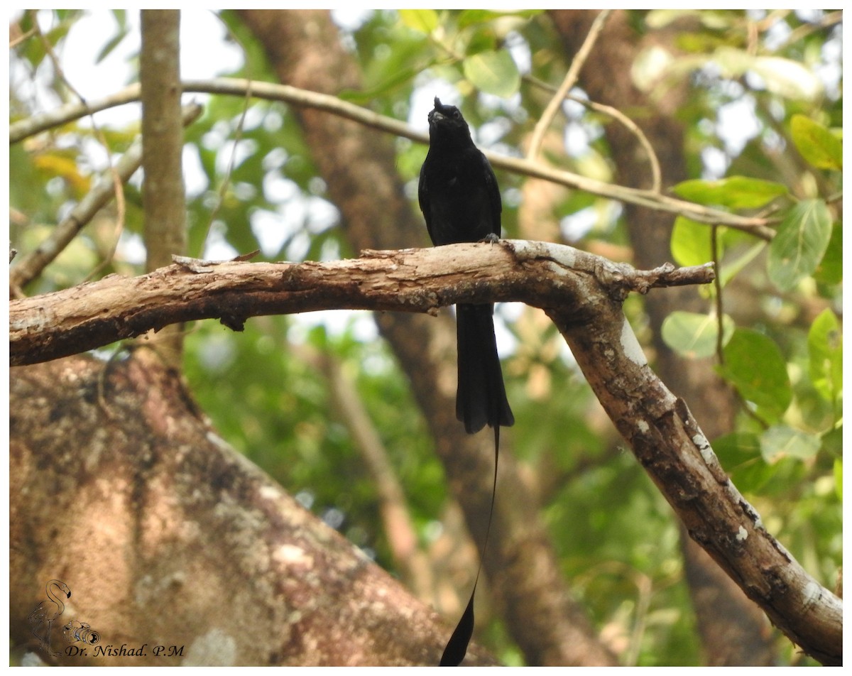 Greater Racket-tailed Drongo - ML80971731