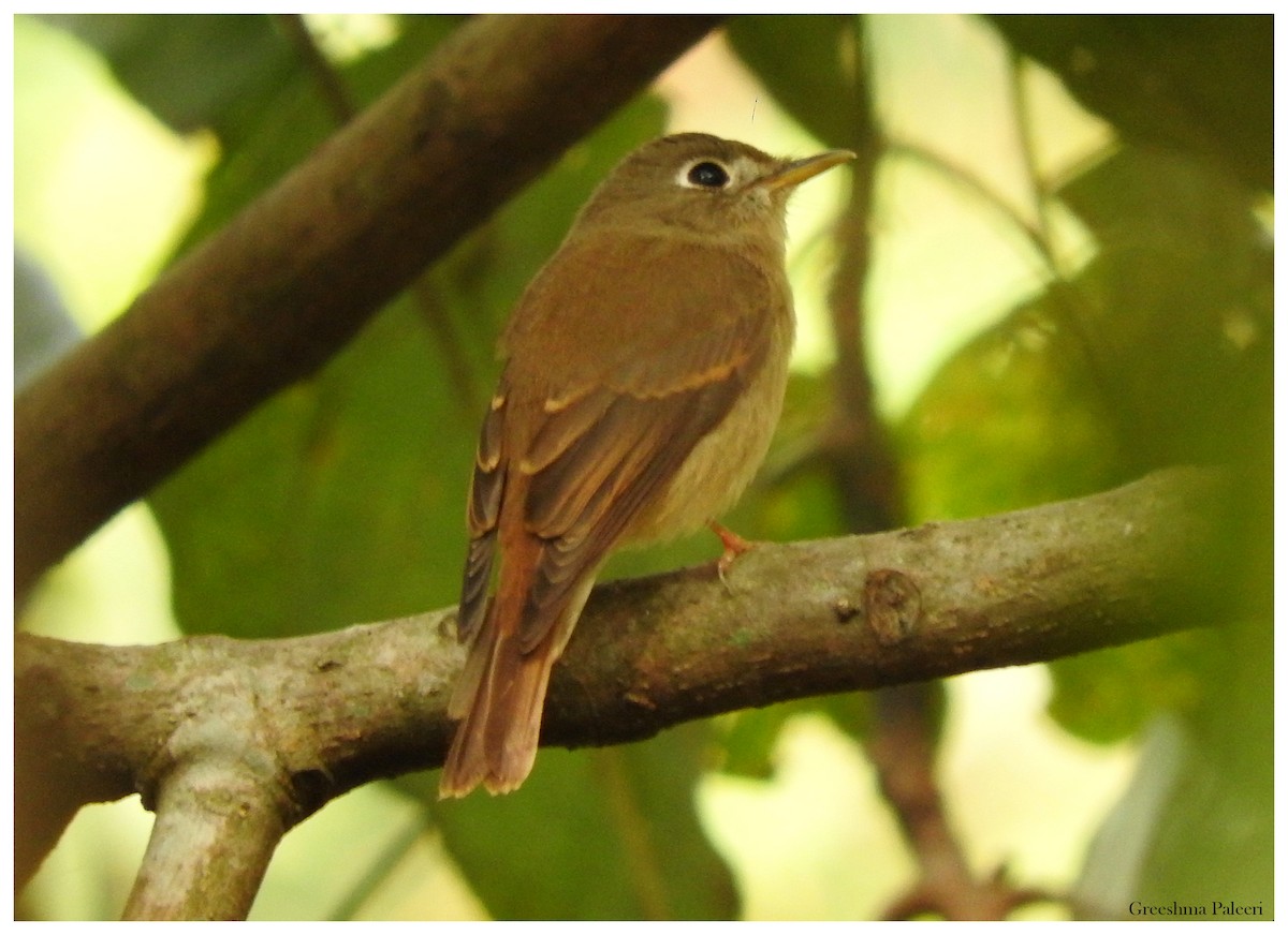 Brown-breasted Flycatcher - ML80972171