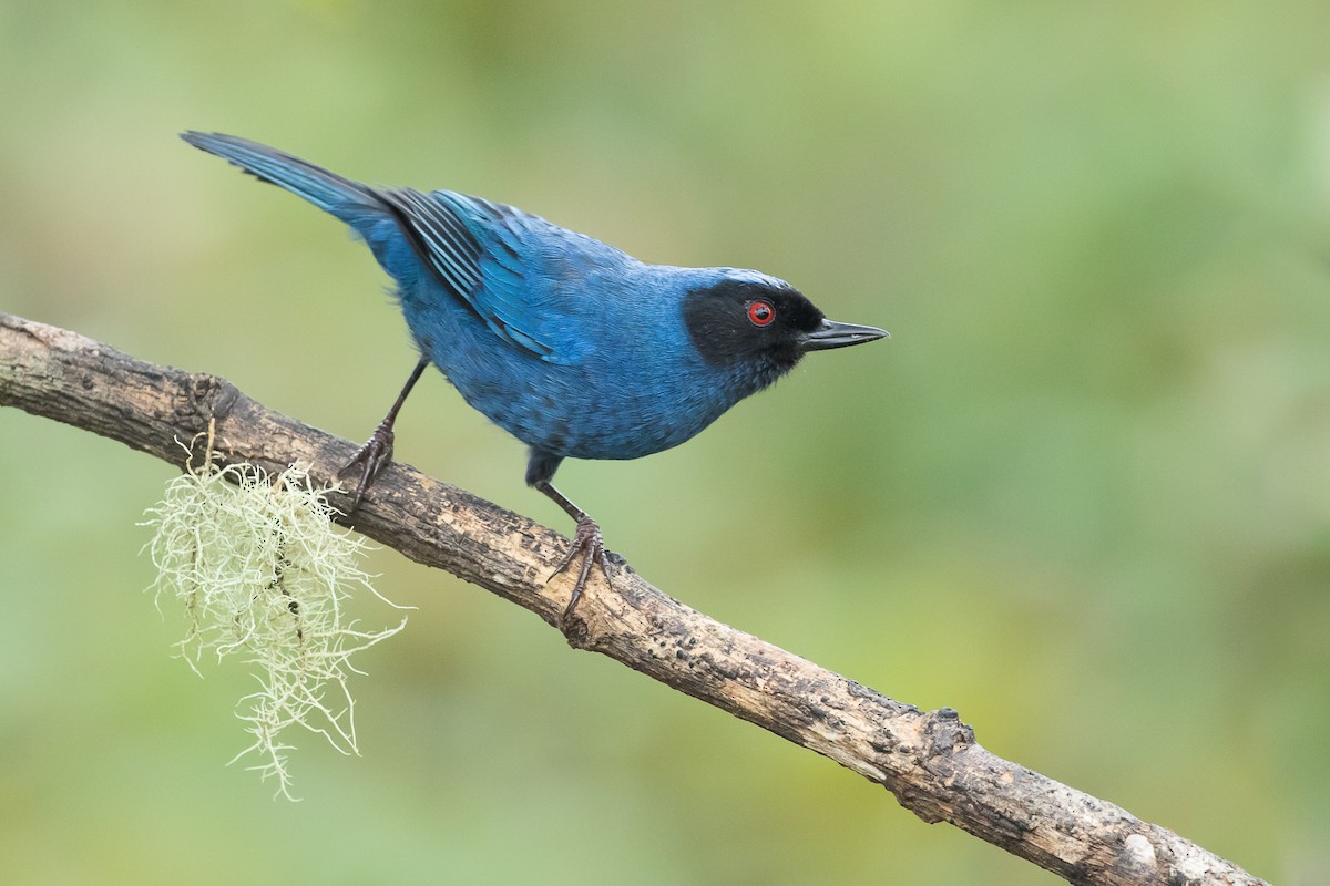 Masked Flowerpiercer - ML80972831