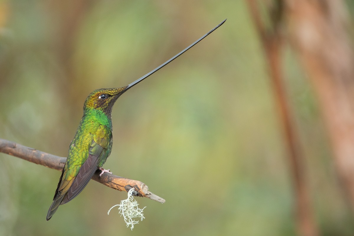 Sword-billed Hummingbird - Dorian Anderson