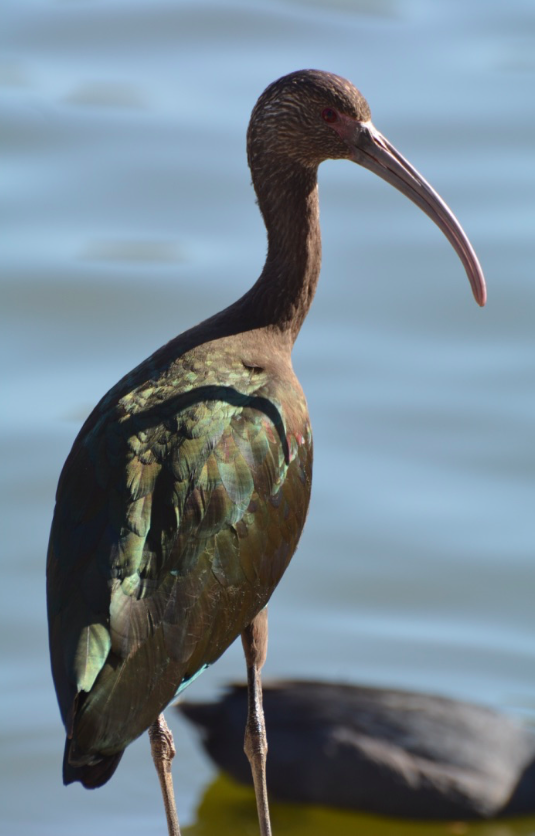White-faced Ibis - Jonathan Mills-Anderson