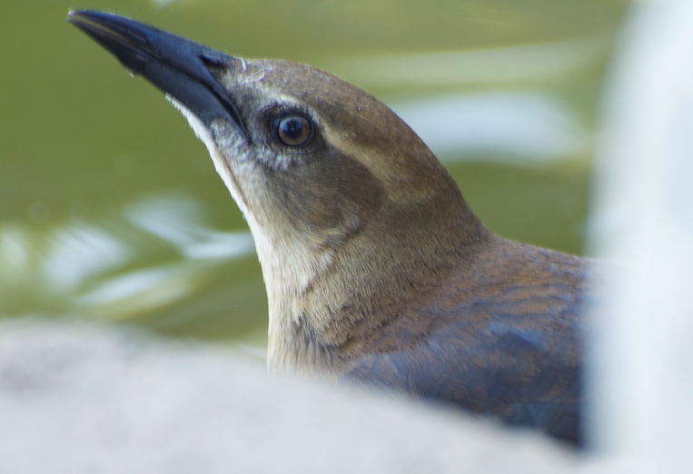 Great-tailed Grackle - ML80973341