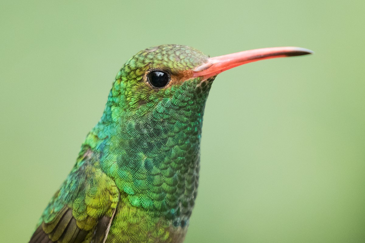 Rufous-tailed Hummingbird - Dorian Anderson