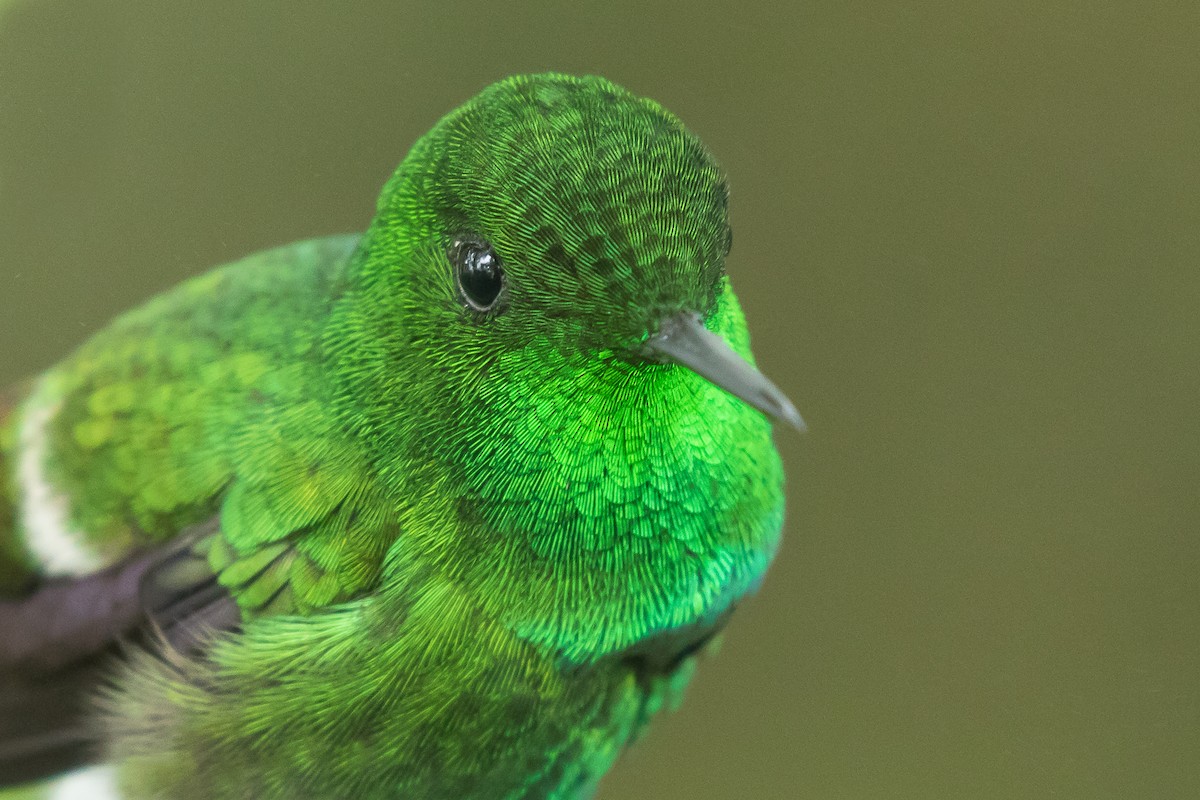 Green Thorntail - Dorian Anderson