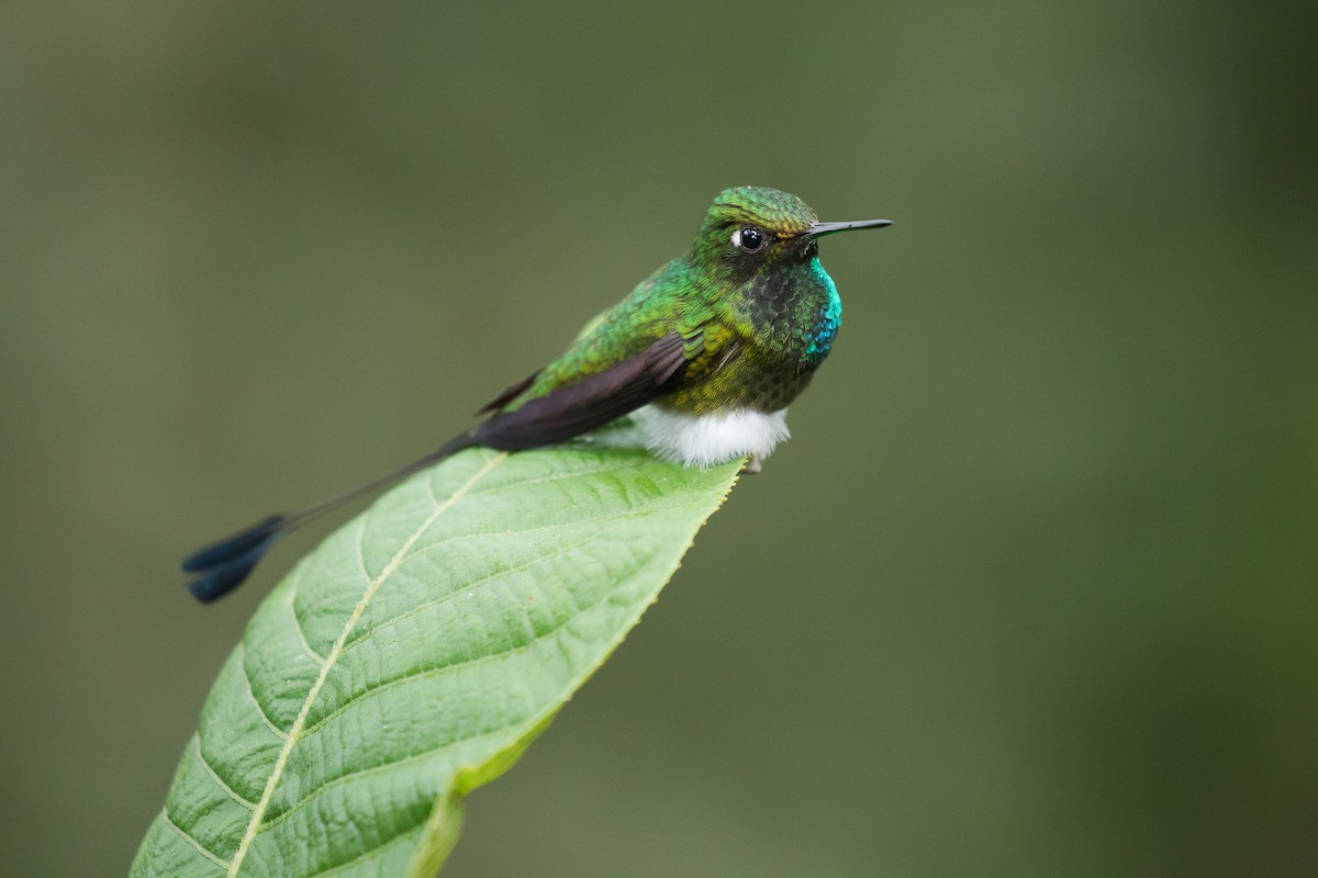 White-booted Racket-tail - Dorian Anderson
