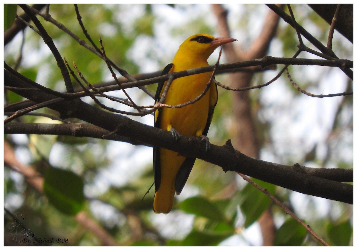 Indian Golden Oriole - ML80974691