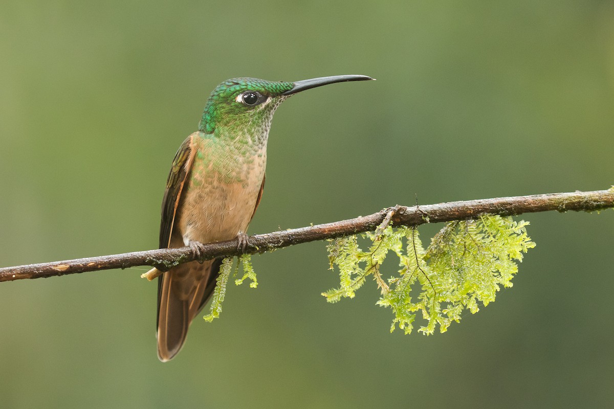 kolibřík hnědobřichý - ML80974731