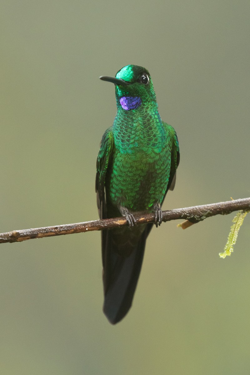 Green-crowned Brilliant - ML80974771
