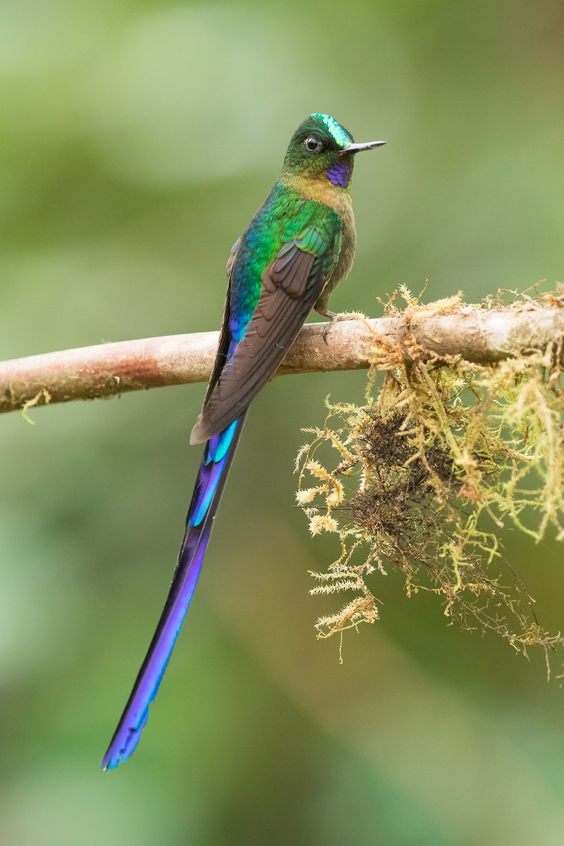 Violet-tailed Sylph - ML80975041