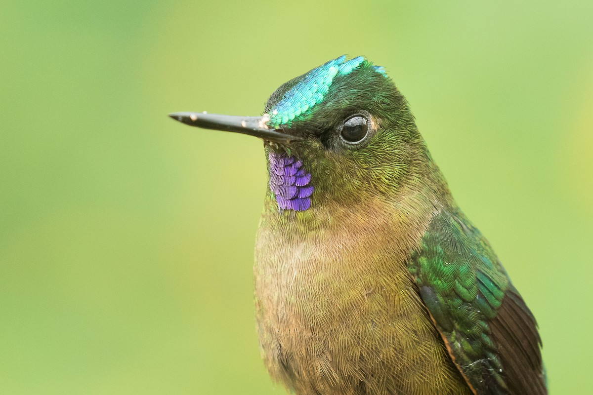 Violet-tailed Sylph - ML80975051