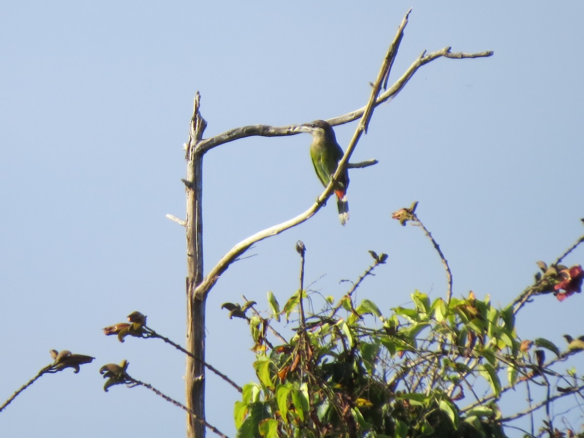 Red-vented Barbet - ML80975151