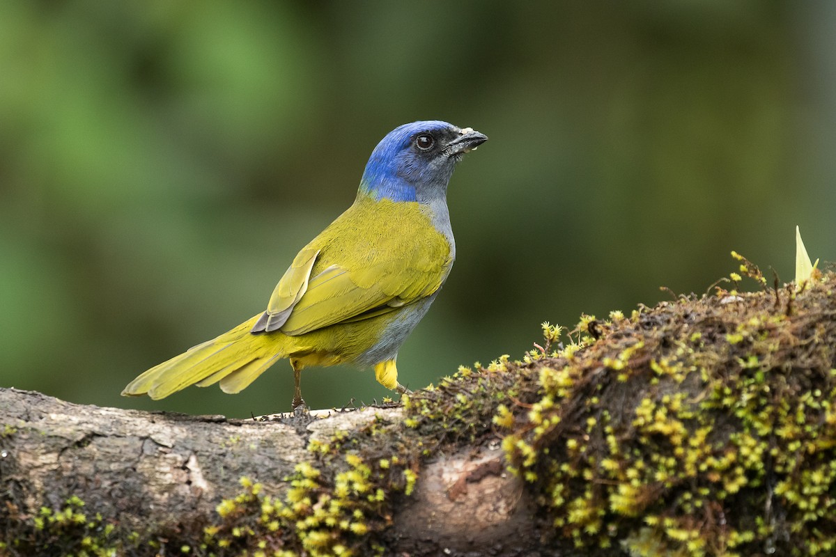 Blue-capped Tanager - ML80975581