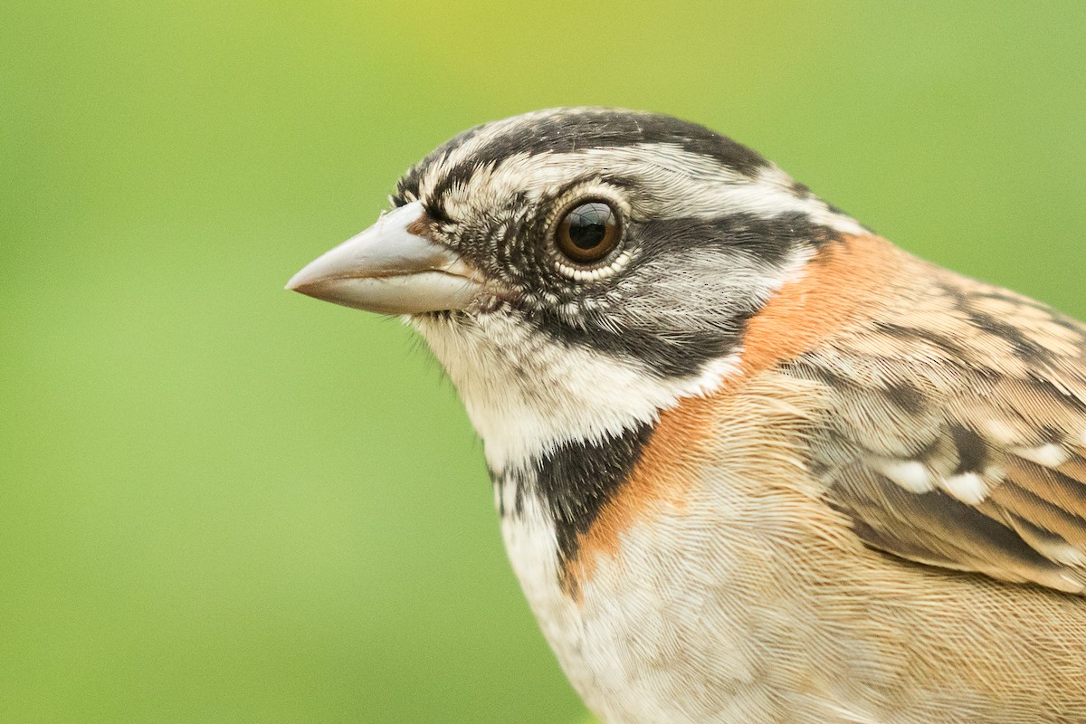 Rufous-collared Sparrow - Dorian Anderson