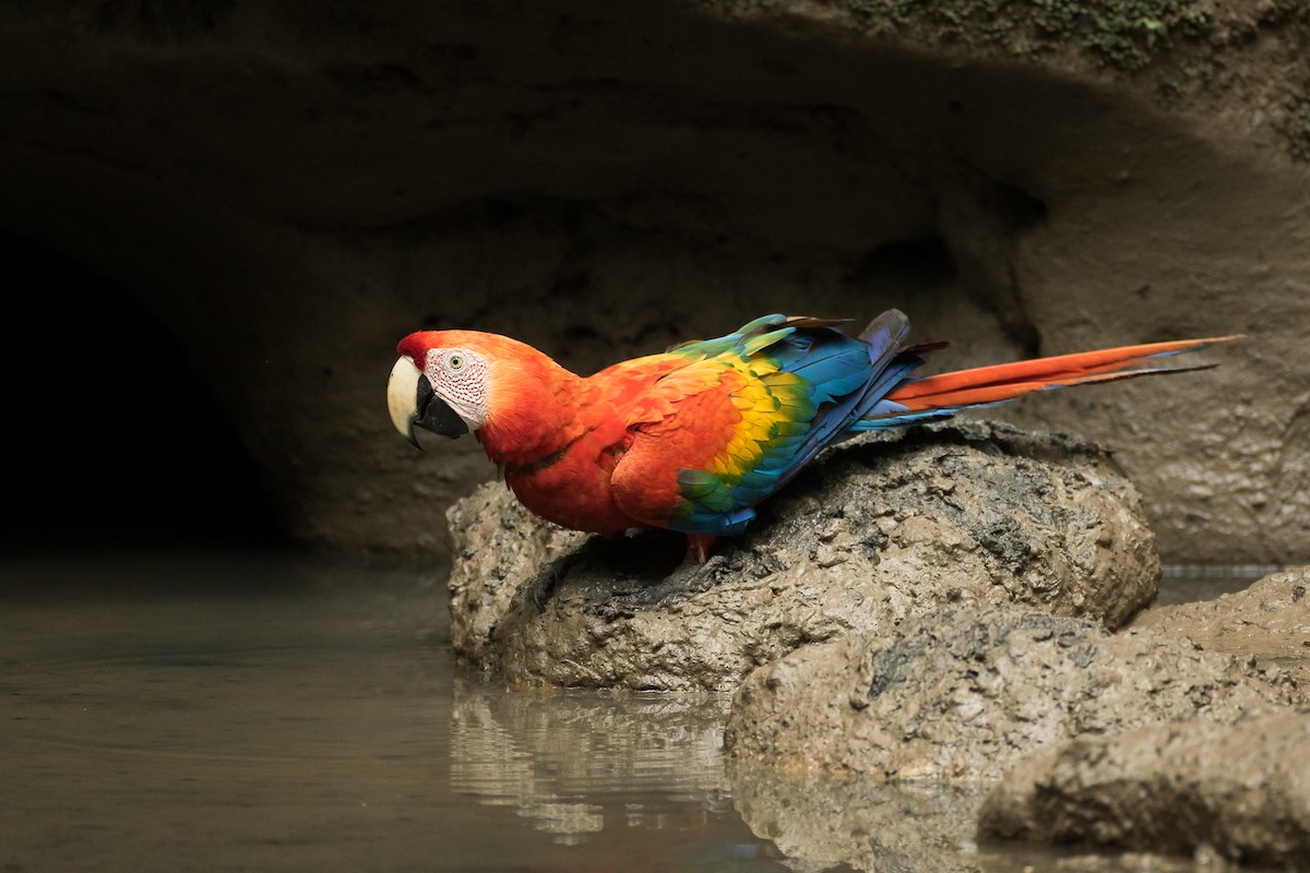 Scarlet Macaw - Dorian Anderson