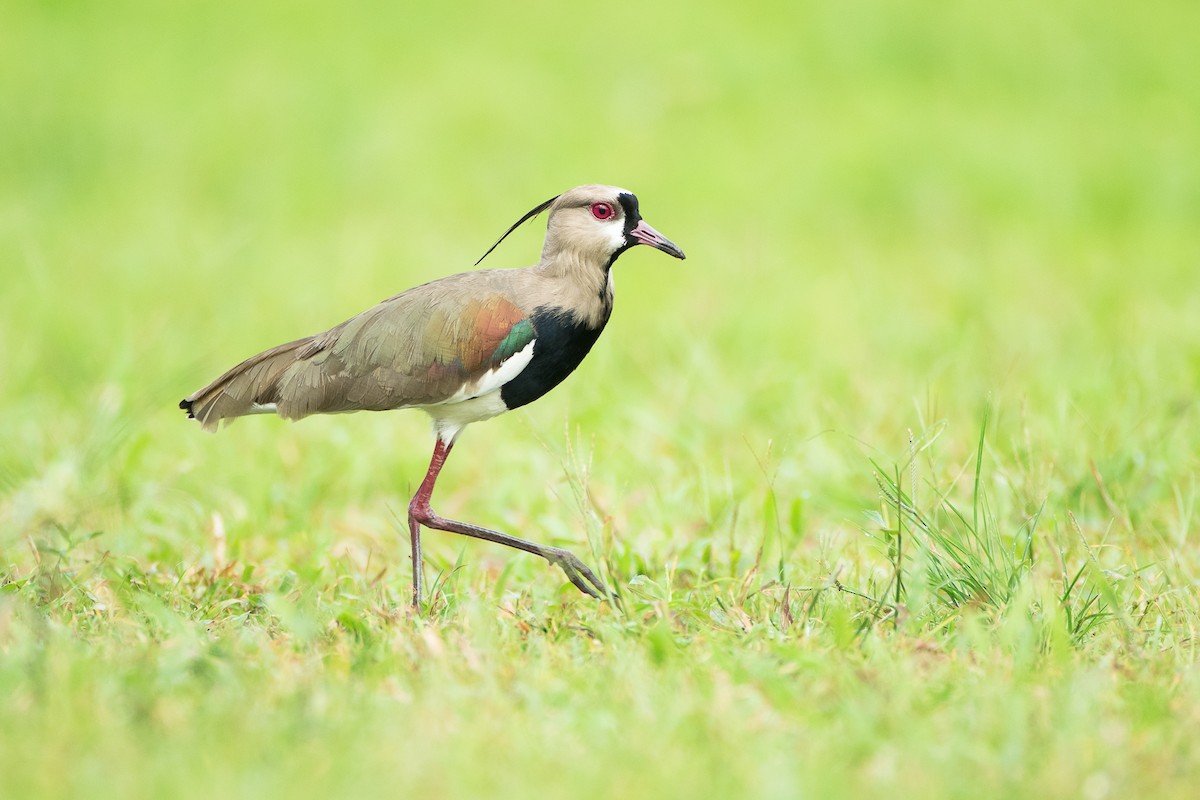 Southern Lapwing - Dorian Anderson