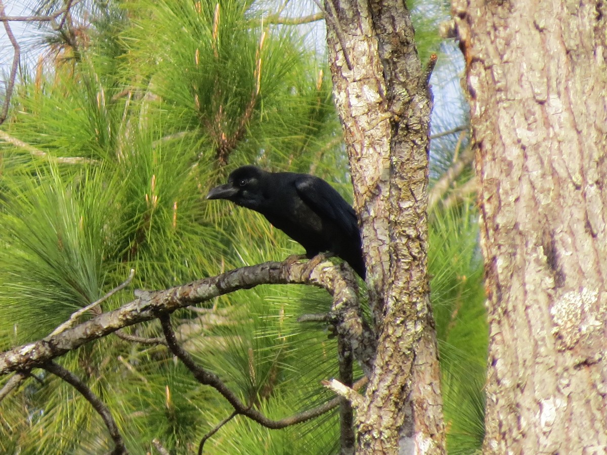 Large-billed Crow - ML80977791