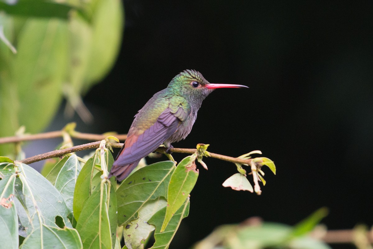 Rufous-tailed Hummingbird - John C. Mittermeier