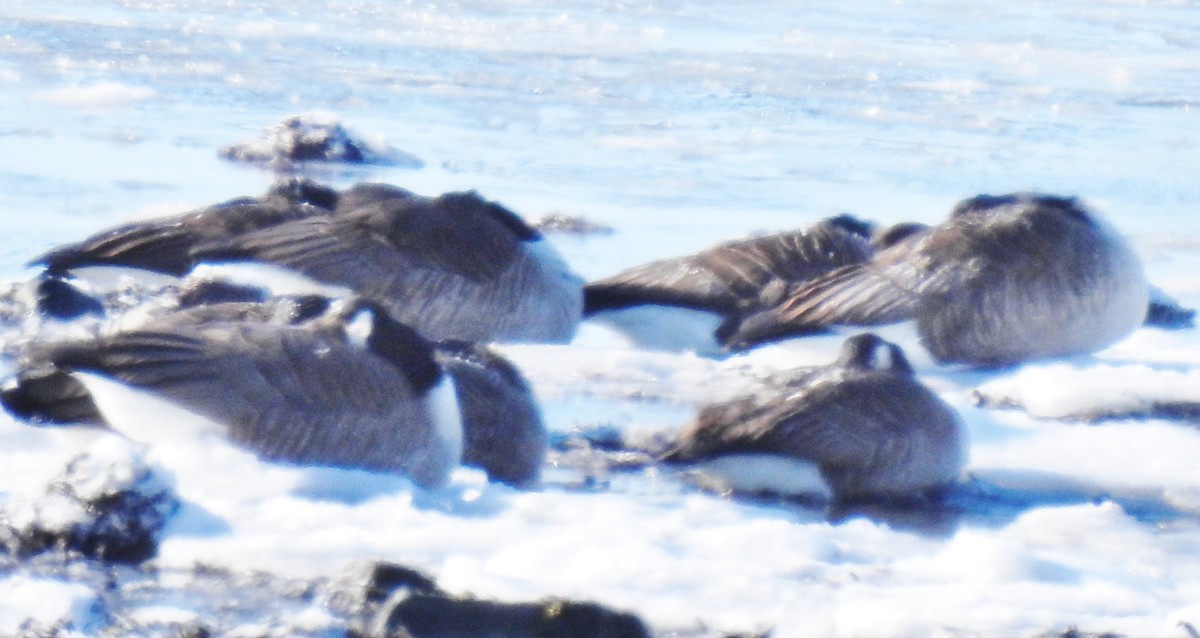 Canada Goose - alan murray