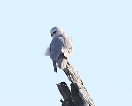 White-tailed Kite - joan garvey