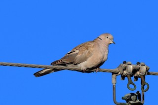 Eurasian Collared-Dove, ML80988411