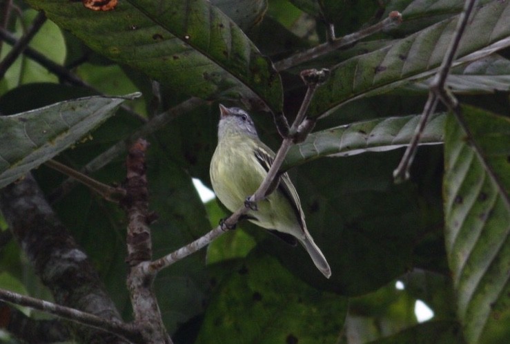 White-fronted Tyrannulet (White-fronted) - Jose Illanes
